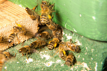 在入口处给蜂群或蜂窝蜜蜂