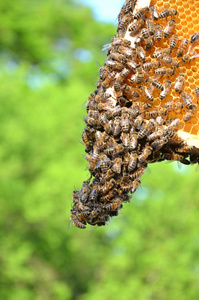 勤劳的蜜蜂在蜂窝上