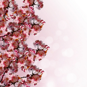 樱花花边框Sakura  