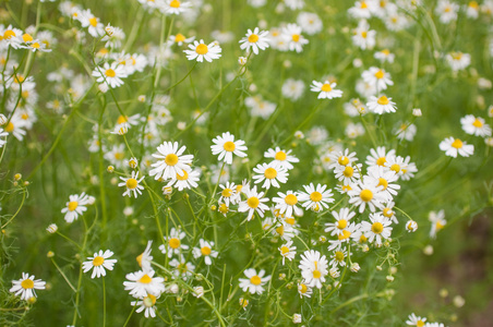 甘菊花