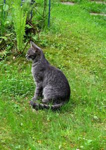 花园里的灰猫