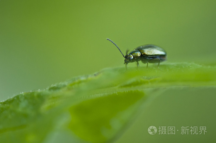 绿色金属光泽的昆虫图片