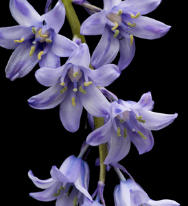 西班牙风信子 hyacintoides 枯