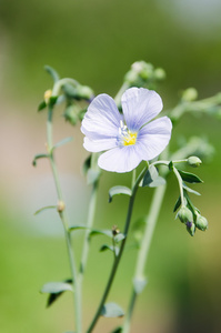 蓝色的花