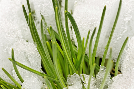 草和雪