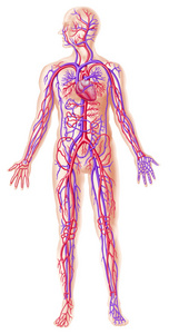 人类 circolatory 系统截面