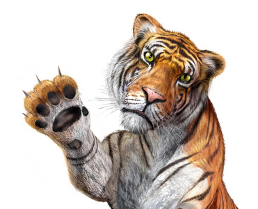 老虎接近 达到 面临查看器中，用右手向上和 cl