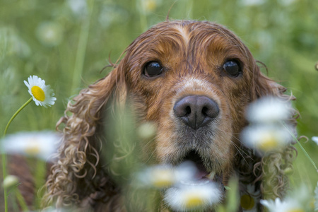 雏菊背景上孤立英国可卡犬