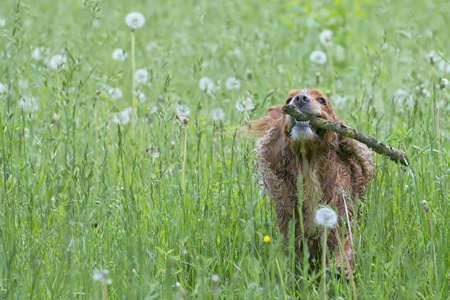 孤立英国可卡犬草的背景上