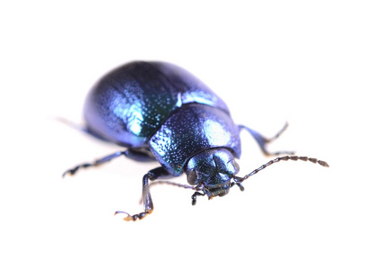 金属蓝色甲虫