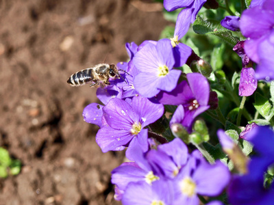 蜜蜂和蓝色的花朵