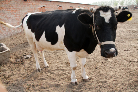 在中国的一个农场中的荷斯坦奶牛