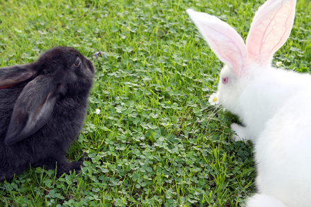 在绿色草地上复活节 bunnys