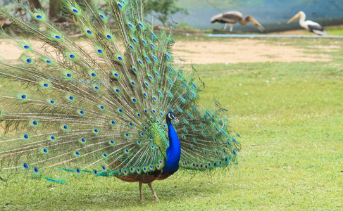 美丽的孔雀和他的羽毛