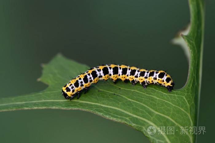 蝴蝶的幼虫毛毛虫