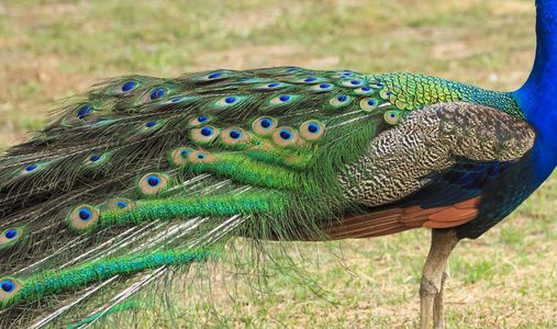 美丽的孔雀和他的羽毛