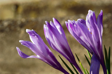 春番红花紫花