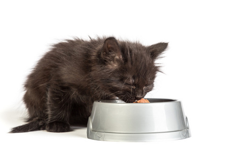 吃猫食在白色背景上的黑色小猫图片