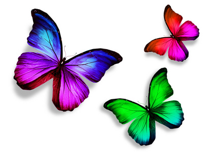 三色蝴蝶，在白色背景上孤立