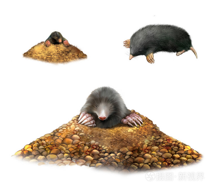 在显示的爪子的丘陵的动物鼹鼠在白色背景上的孤立的图