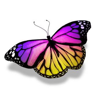 紫蝴蝶，在白色背景上孤立