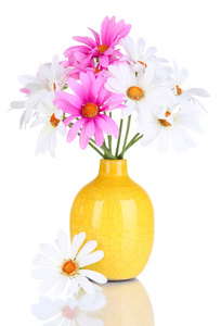 孤立在白色的多彩花瓶里的美丽雏菊