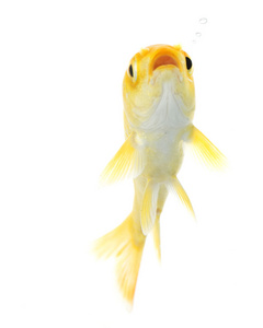 黄金锦鲤鱼