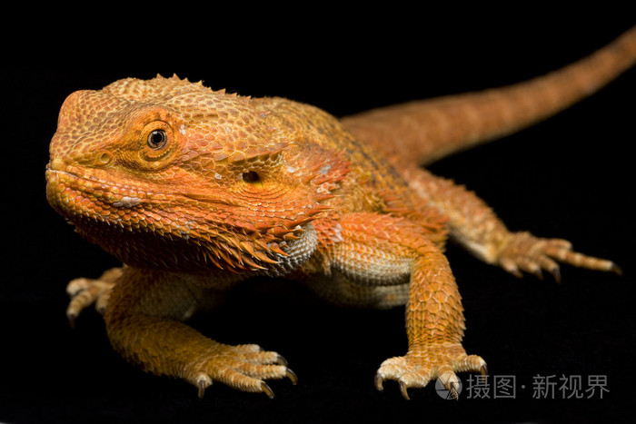 长须龙pogonaviticeps