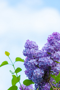蓝蓝的天空中的紫色紫丁香