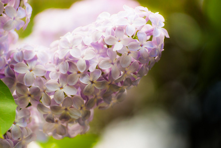 紫丁香花的浅绛彩