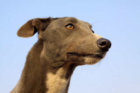 格力犬