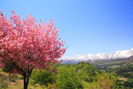 樱桃树和日本阿尔卑斯山