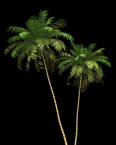 两个槟榔的棕榈树在黑色背景上孤立