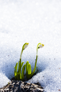 春天雪花在雪中