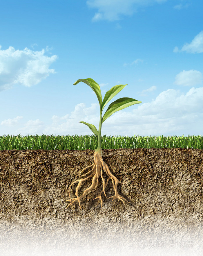 截面的土与草和绿色的植物在中间