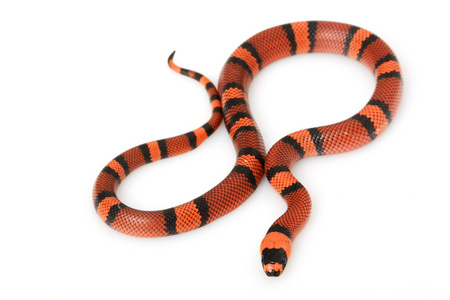 橘洪都拉斯 milksnake