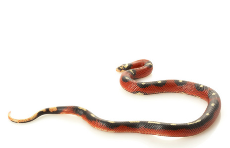 斑点的 sinaloan milksnake