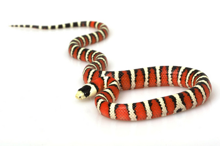 亚利桑那州山 kingsnake