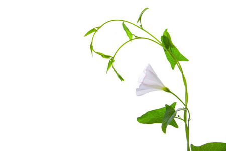与白花和孤立在白色背景上的绿色叶子植物