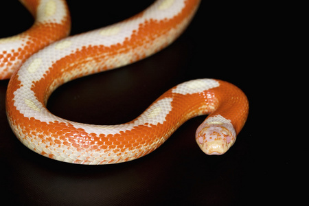 红色的白化纳尔逊 Milksnake