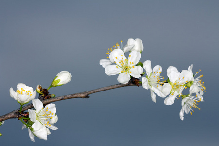 blomma p vren在春天开花