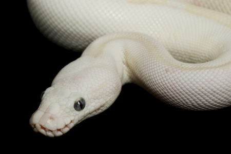 蓝眼睛的 leucistic 球 python