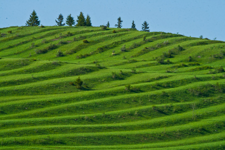 绿色风景