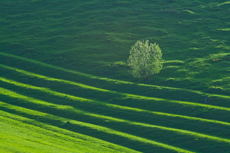 绿色风景