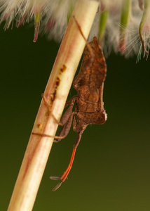 coreus 与