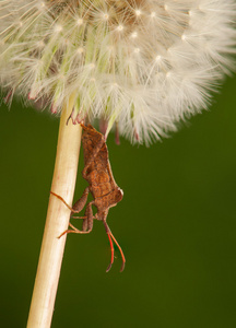 coreus 与