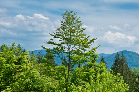 绿色的原野