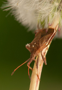 coreus 与