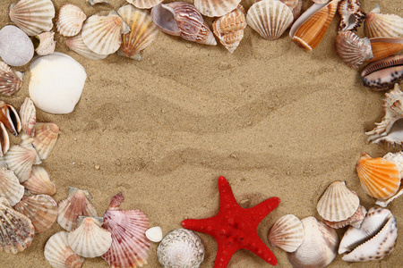 夏天海边的贝壳在黄砂