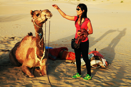 在印度塔尔沙漠中的骆驼